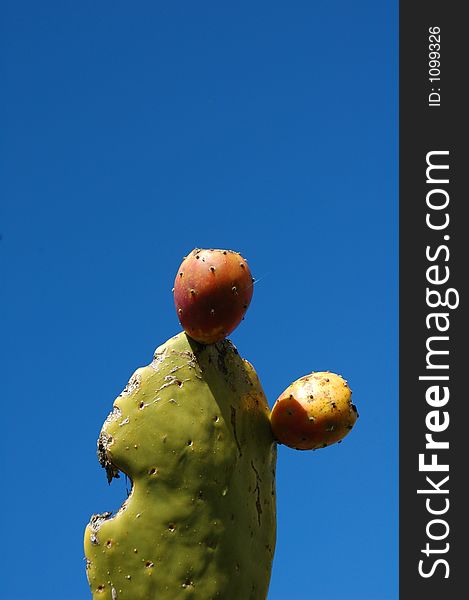 Prickly pear cactus against sky.