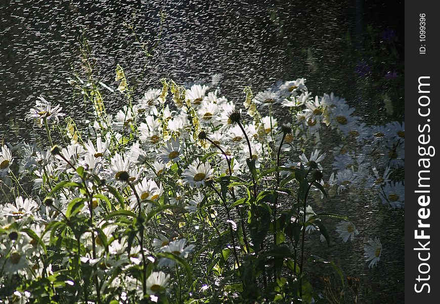 This image of the white daisies in the spray of water was taken in our backyard. This image of the white daisies in the spray of water was taken in our backyard.