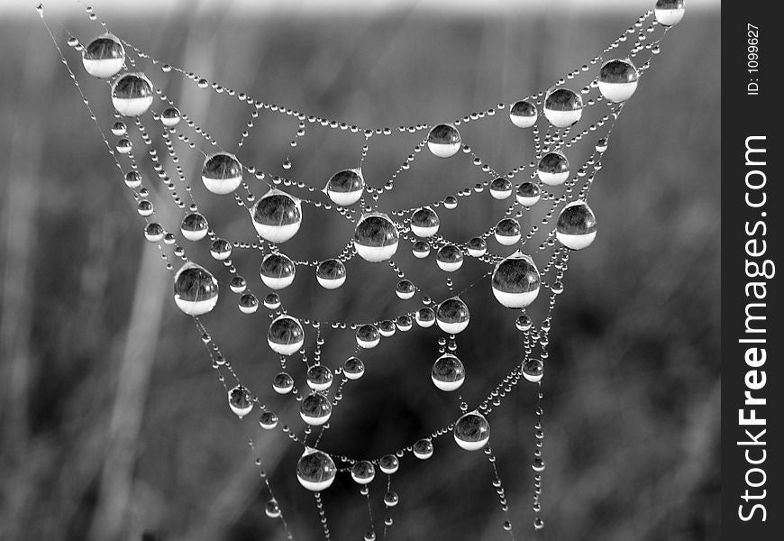 Morning dew on a web. Morning dew on a web.
