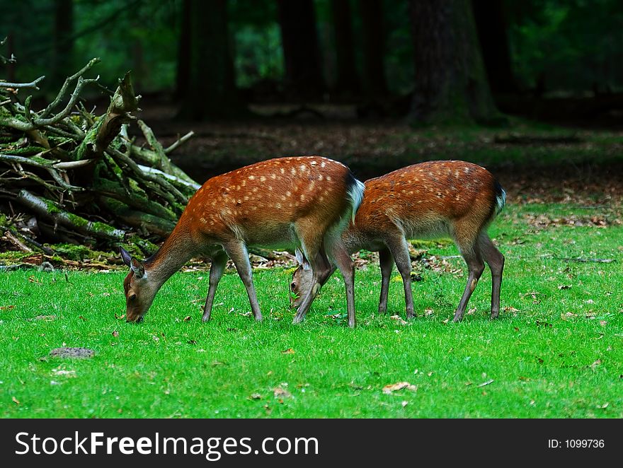 Two deers grazing in a little park in germany. Two deers grazing in a little park in germany.