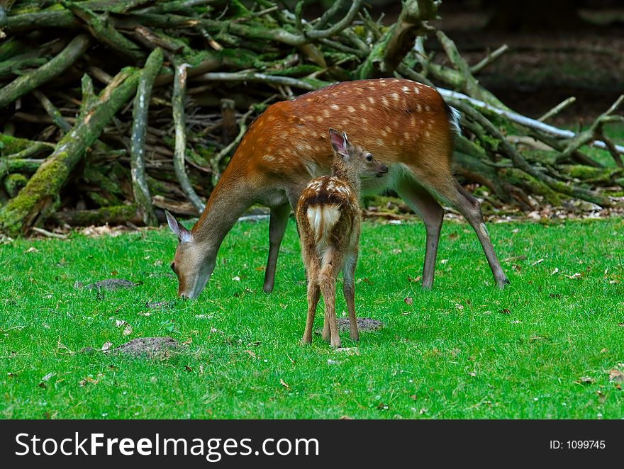 Young deer and its mother grazing. Young deer and its mother grazing.