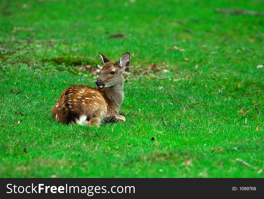 Young deer is observing its environment,. Young deer is observing its environment,