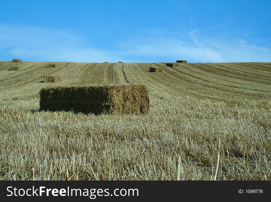 Bales of straw in a field against a blue sky. Bales of straw in a field against a blue sky