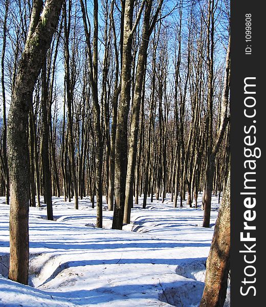 Winter forest in Caucasus mountains,Russia