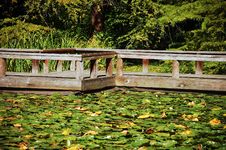 Dock On Lilypad Pond Royalty Free Stock Photo