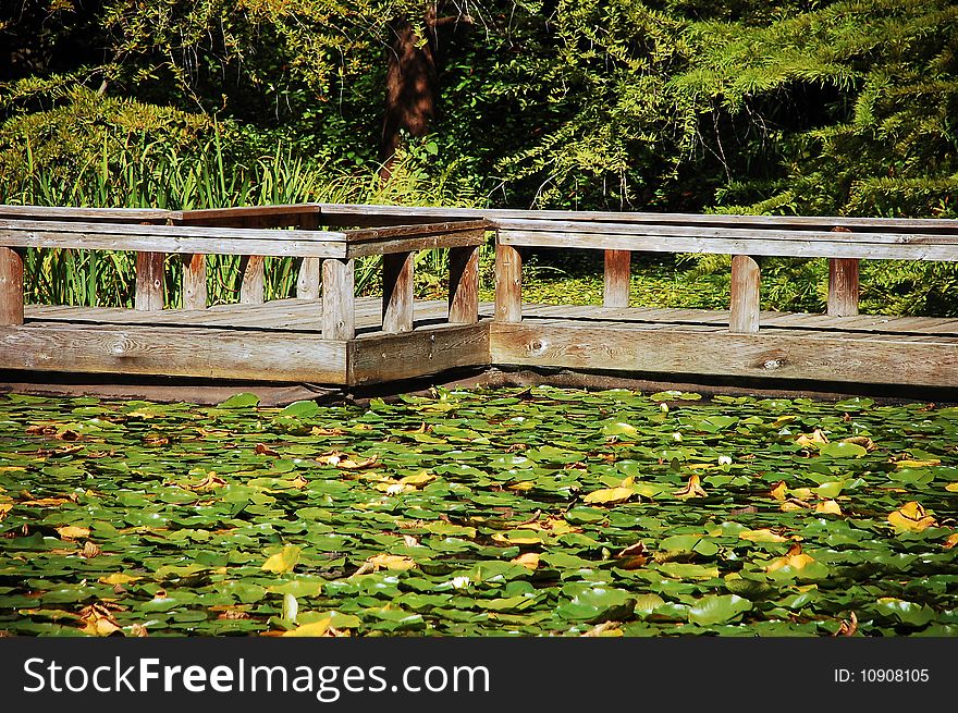 Wooden dock on pond filled with lilypads. Wooden dock on pond filled with lilypads