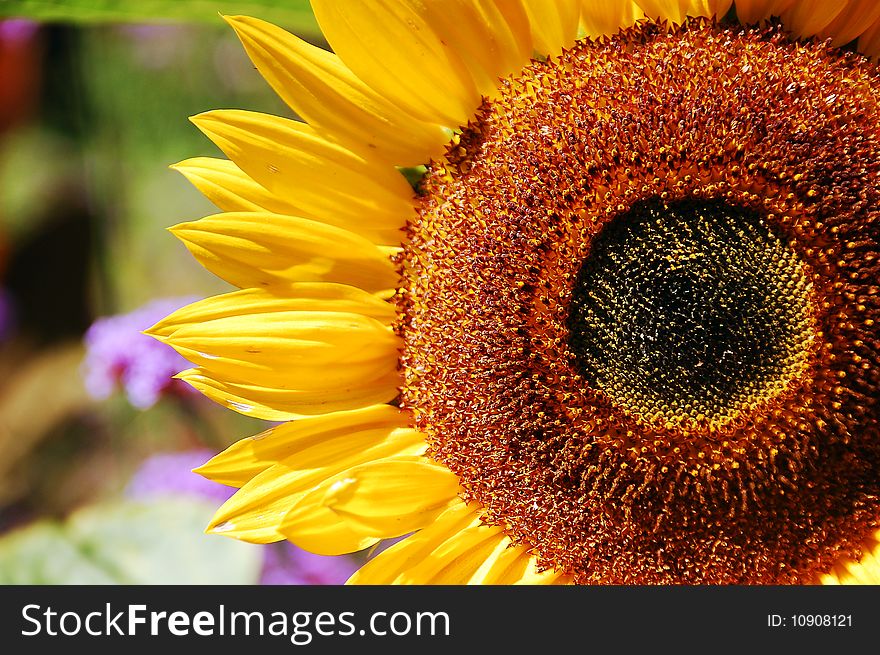 Single sunflower close-up on sunny summer day