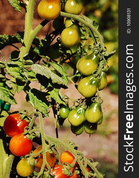 Red and green tomatoes on vine in garden