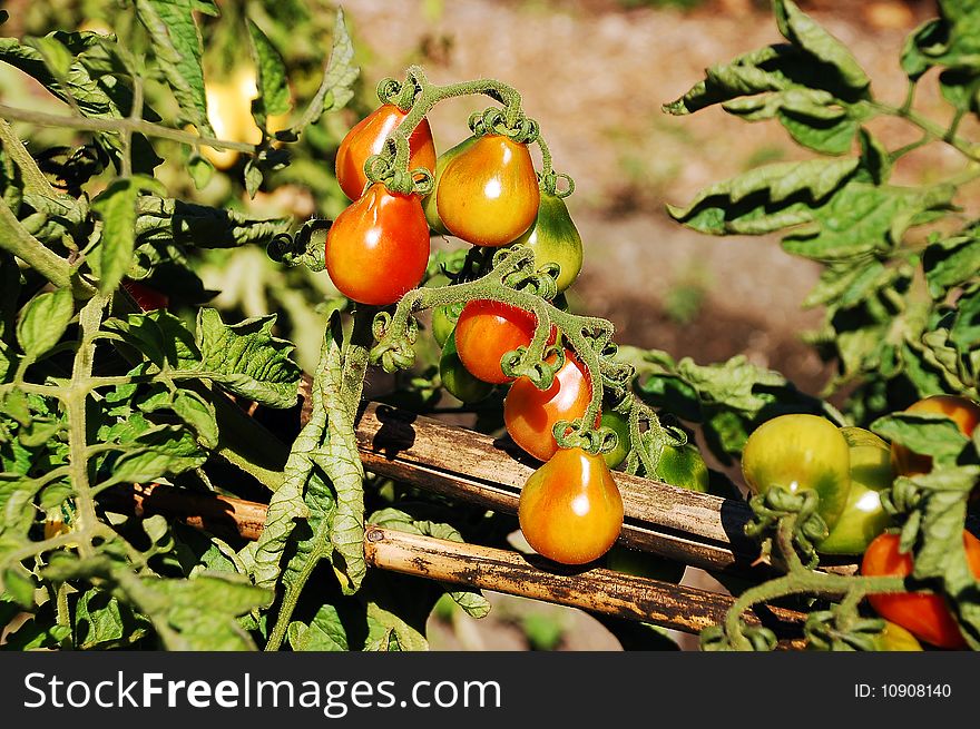 Tomatoes ripening on the vine. Tomatoes ripening on the vine