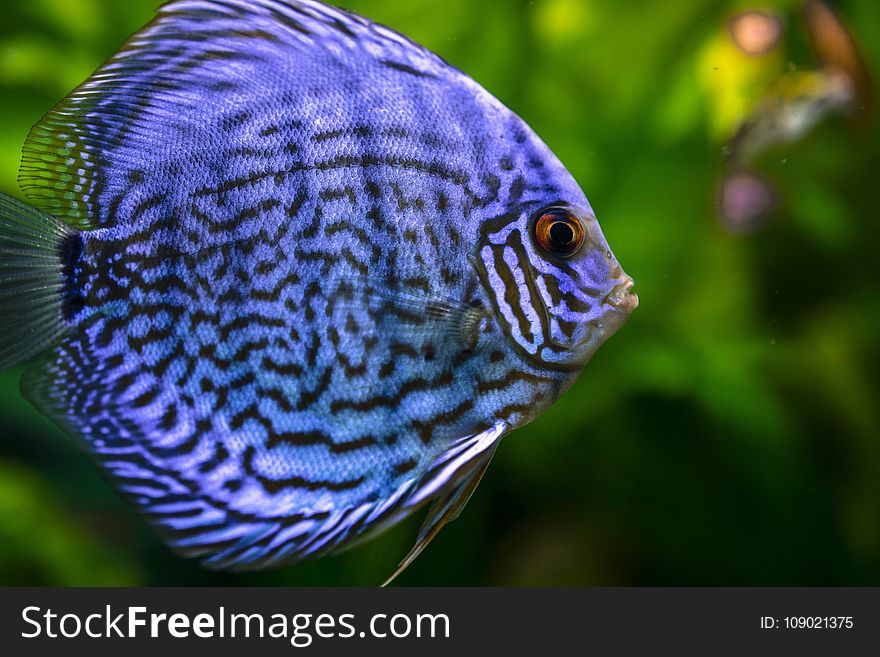 Fish, Freshwater Aquarium, Close Up, Organism