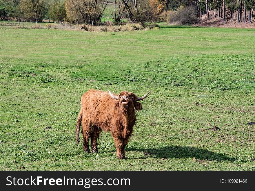 Cattle Like Mammal, Grassland, Pasture, Highland