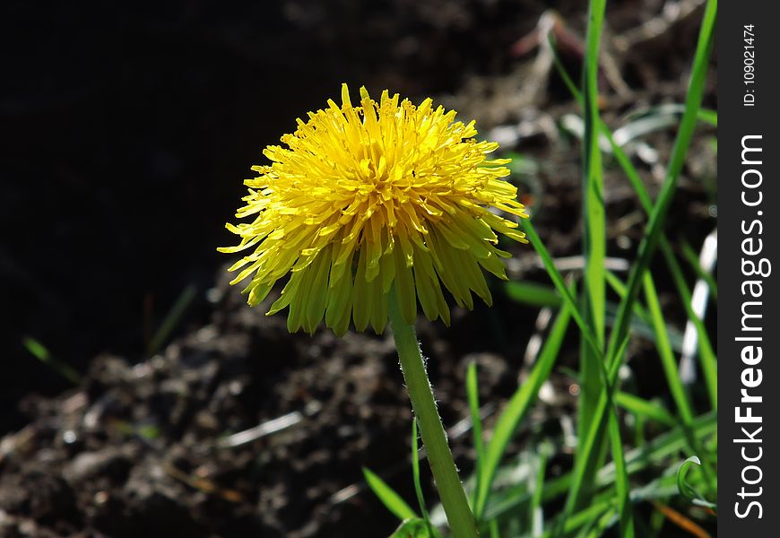 Flower, Yellow, Flora, Dandelion