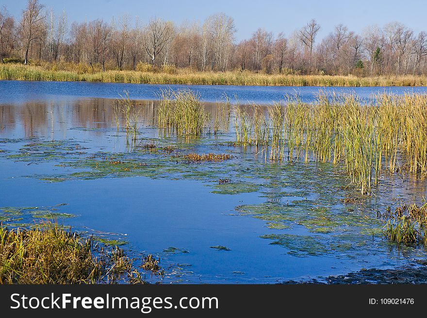 Water, Wetland, Reflection, Nature Reserve