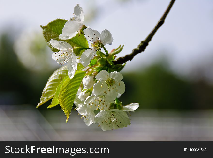 Blossom, Branch, Flower, Cherry Blossom