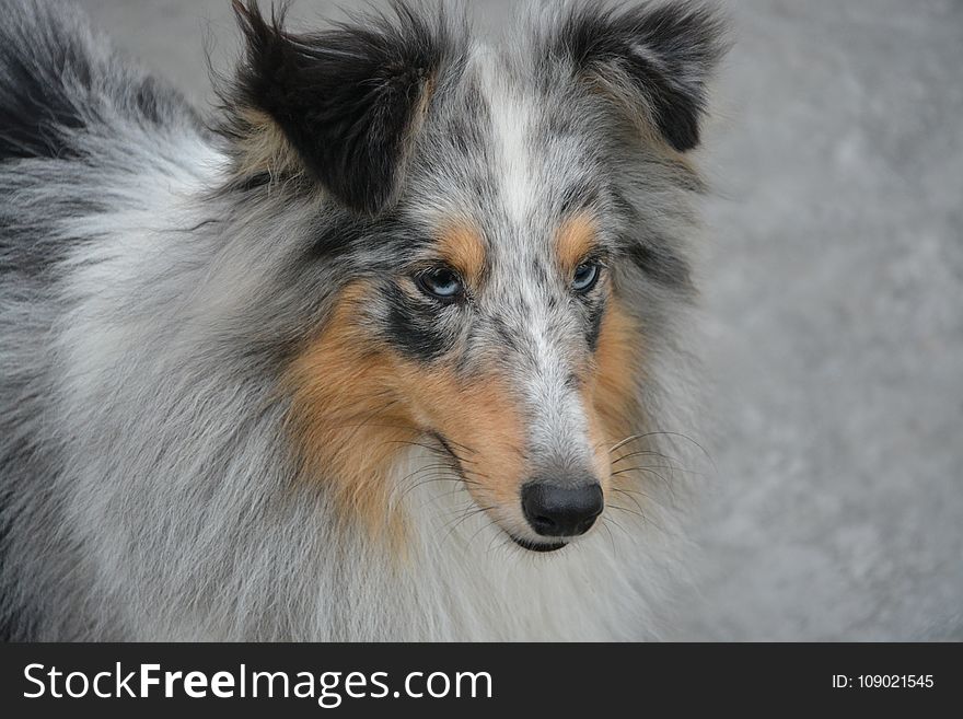 Dog, Rough Collie, Scotch Collie, Dog Breed