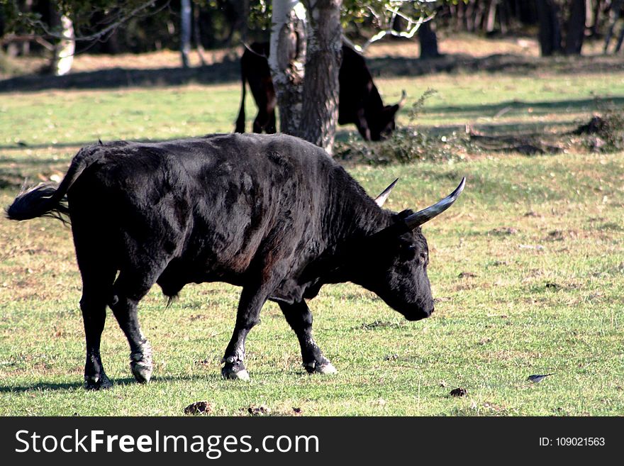 Cattle Like Mammal, Bull, Horn, Pasture