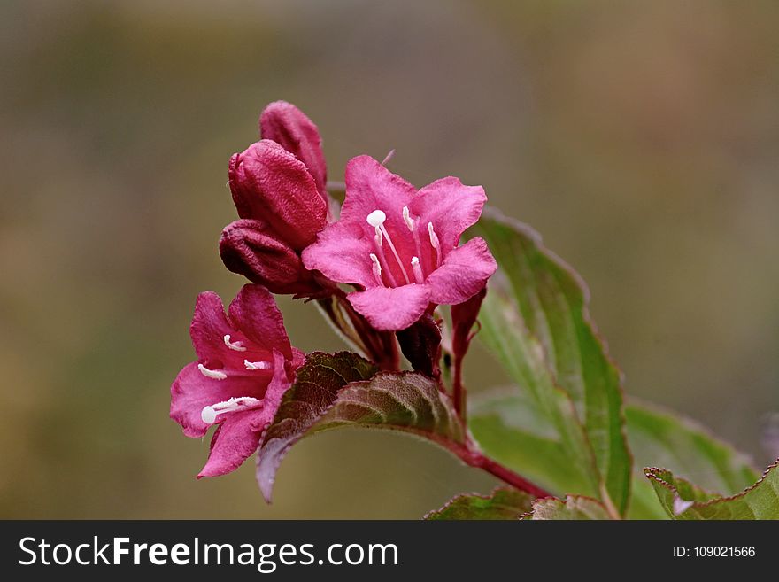 Flower, Flora, Pink, Plant