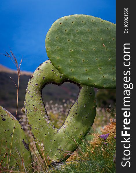 Vegetation, Ecosystem, Cactus, Barbary Fig
