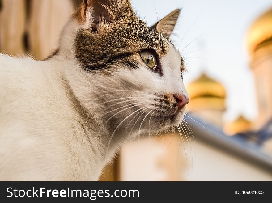 Cat, Whiskers, Small To Medium Sized Cats, Fauna