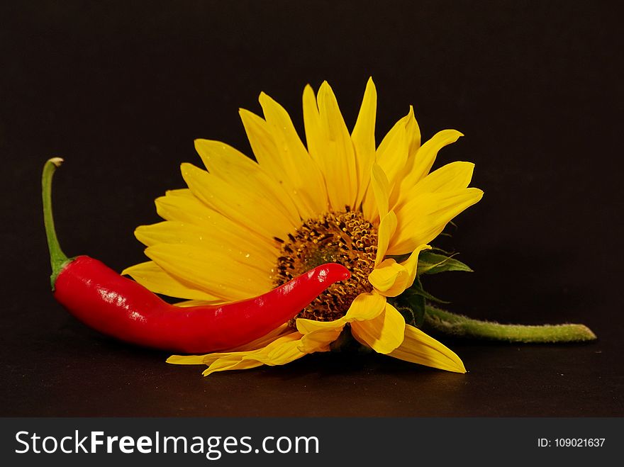 Flower, Yellow, Still Life Photography, Petal