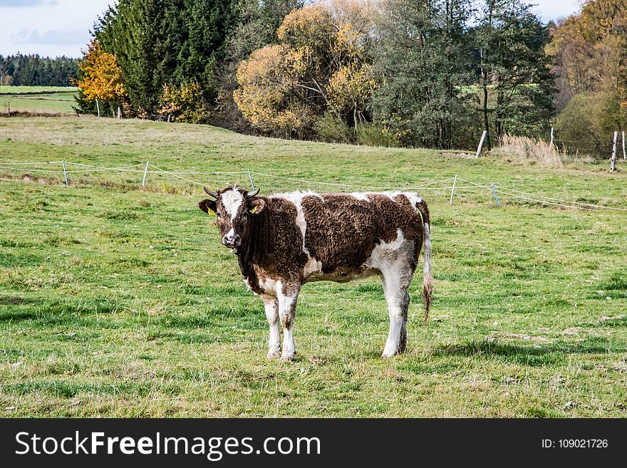 Cattle Like Mammal, Pasture, Grazing, Dairy Cow