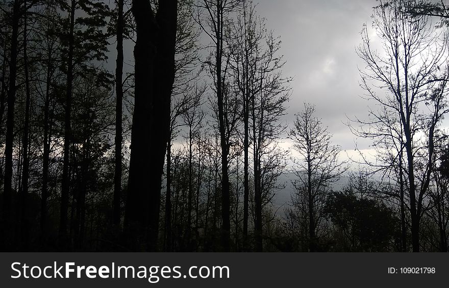 Nature, Tree, Sky, Forest