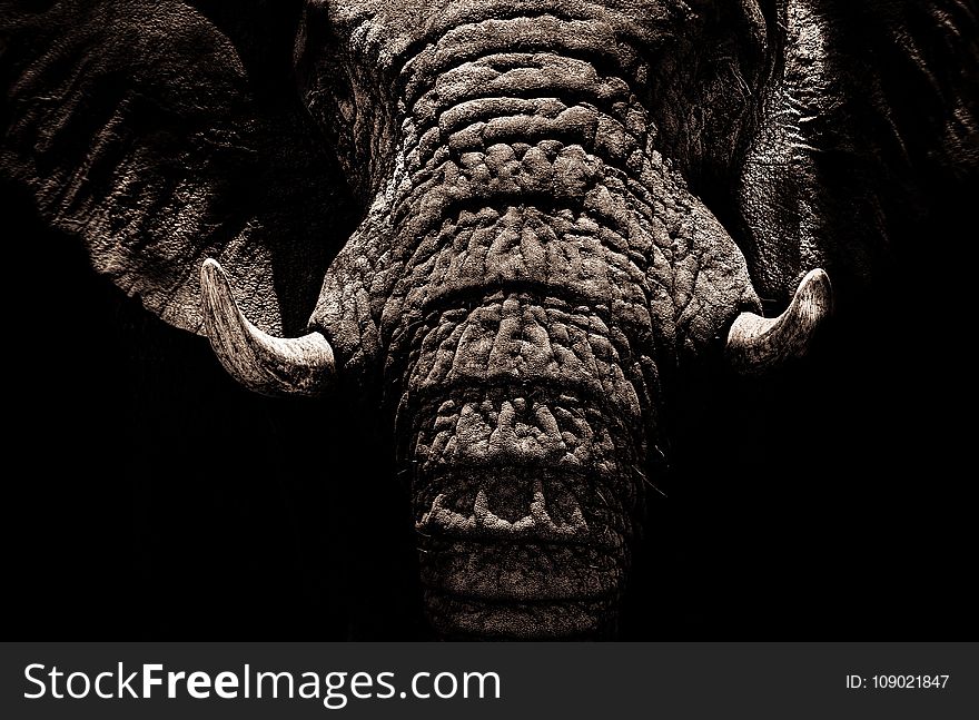 Elephants And Mammoths, Black And White, Head, Close Up
