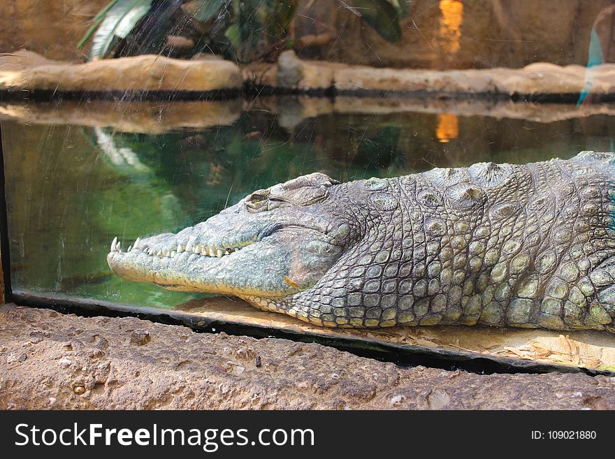 Crocodilia, Crocodile, Reptile, American Alligator