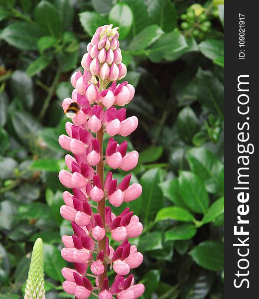 Plant, Flower, Pink, Lupin