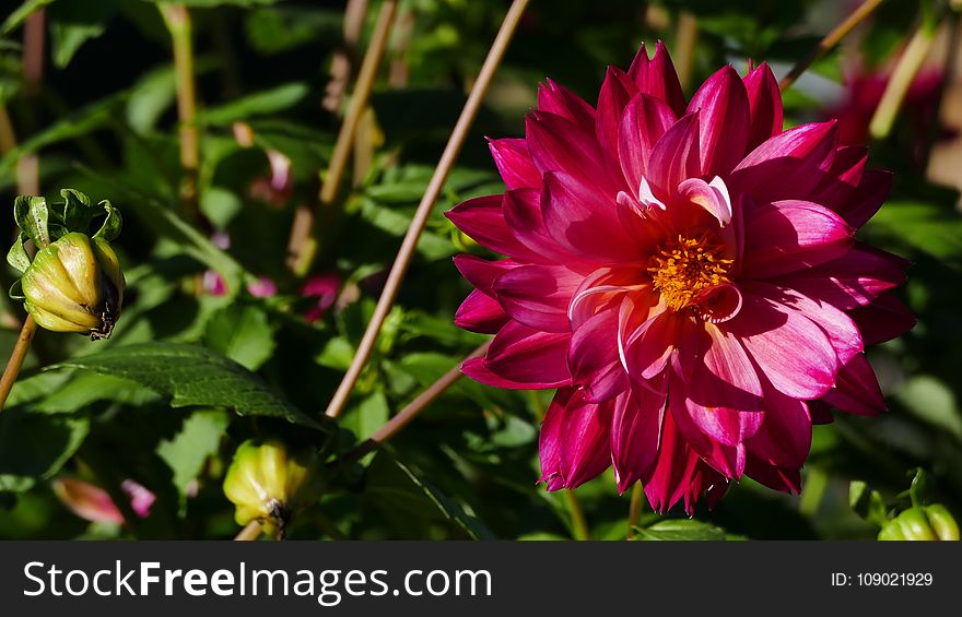 Flower, Flowering Plant, Plant, Dahlia