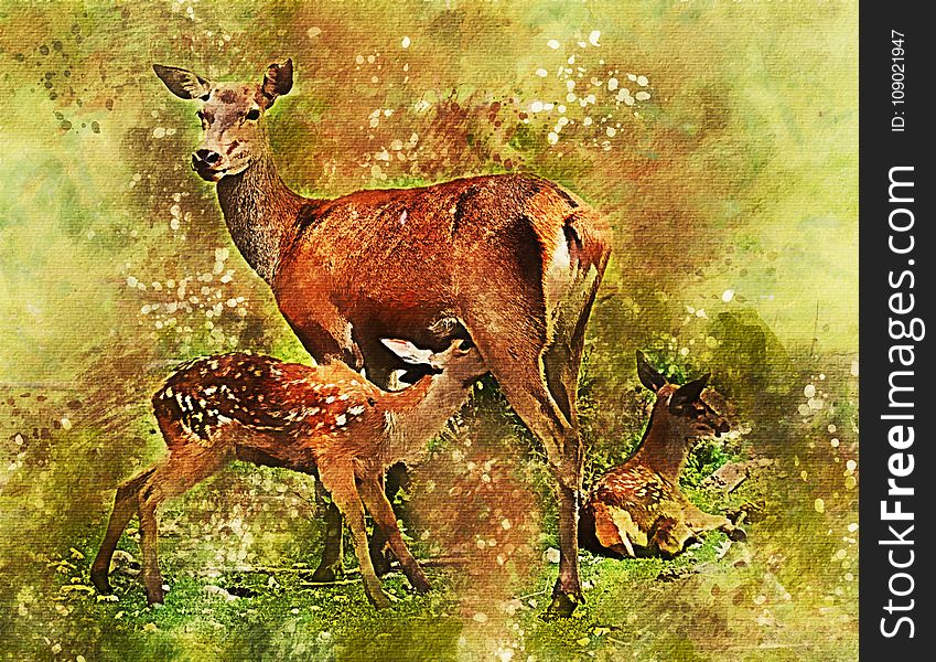 Wildlife, Deer, Fauna, Mammal