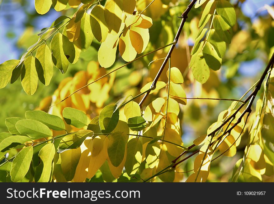 Leaf, Tree, Branch, Plant