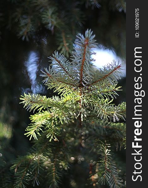 Spruce, Tree, Pine Family, Conifer