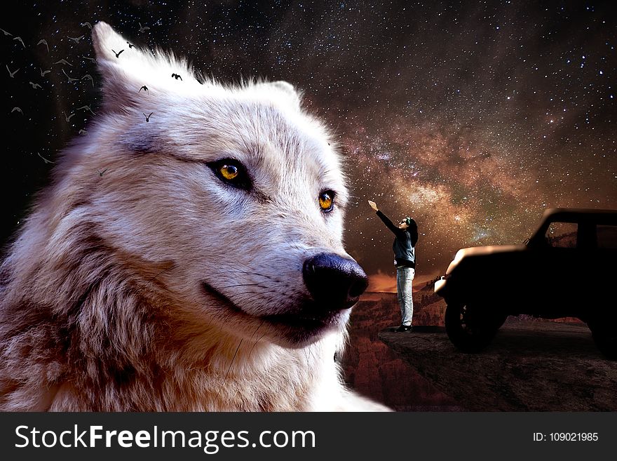 Wolf, Fauna, Wildlife, Snout