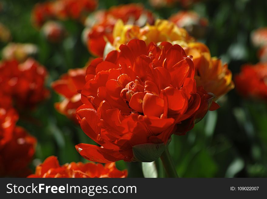 Flower, Orange, Petal, Close Up