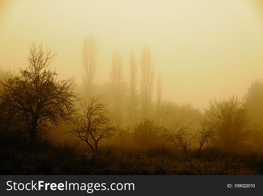 Fog, Mist, Sky, Morning