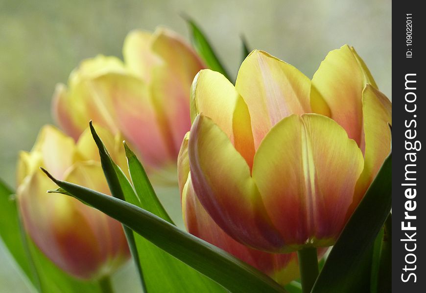 Flower, Plant, Flowering Plant, Tulip