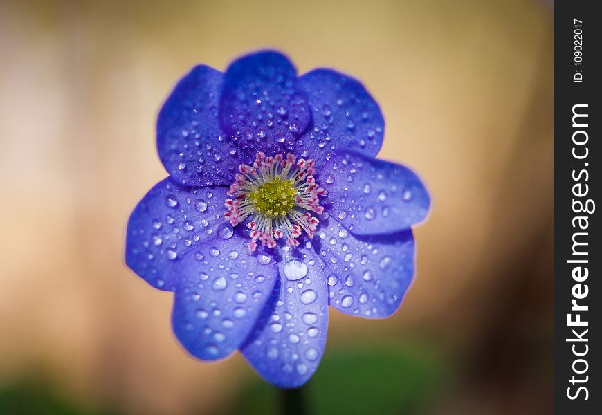 Flower, Blue, Flora, Close Up