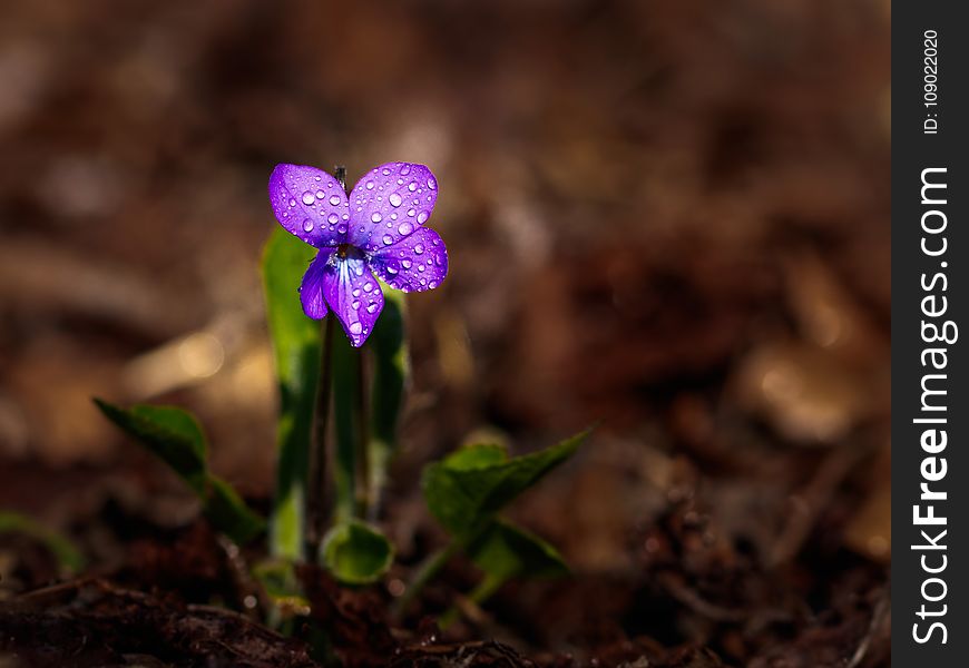 Flora, Flower, Plant, Spring