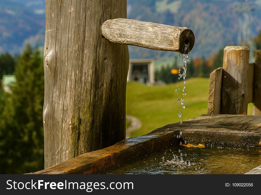 Water, Wood, Tree, Grass