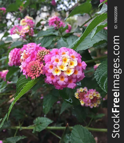 Flower, Plant, Lantana Camara, Flowering Plant