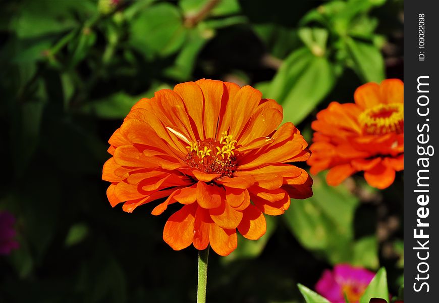 Flower, Yellow, Flora, Orange