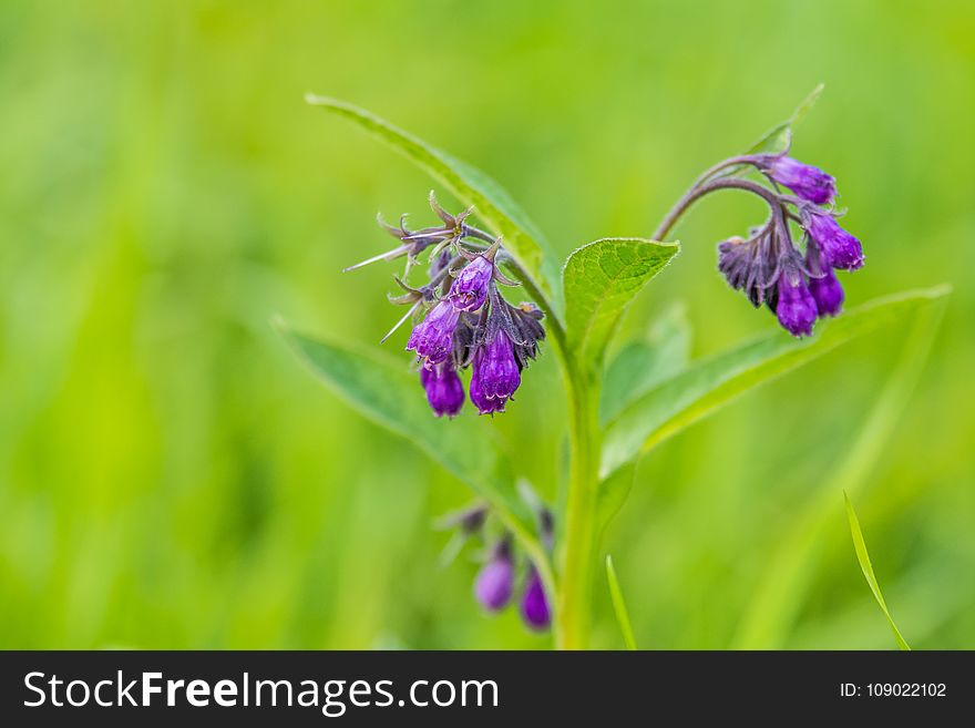 Flower, Flora, Plant, Purple