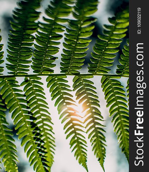 Vegetation, Plant, Leaf, Ferns And Horsetails