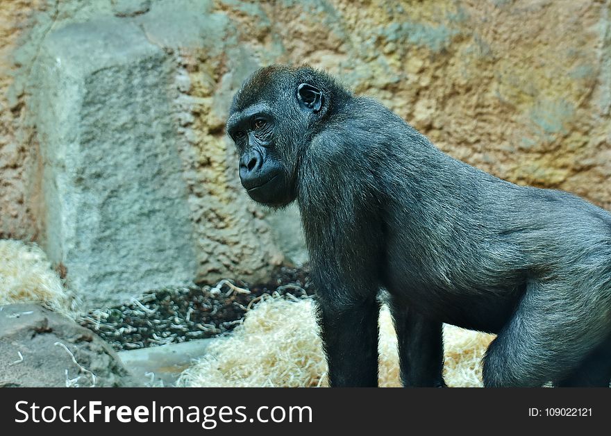 Great Ape, Fauna, Western Gorilla, Primate