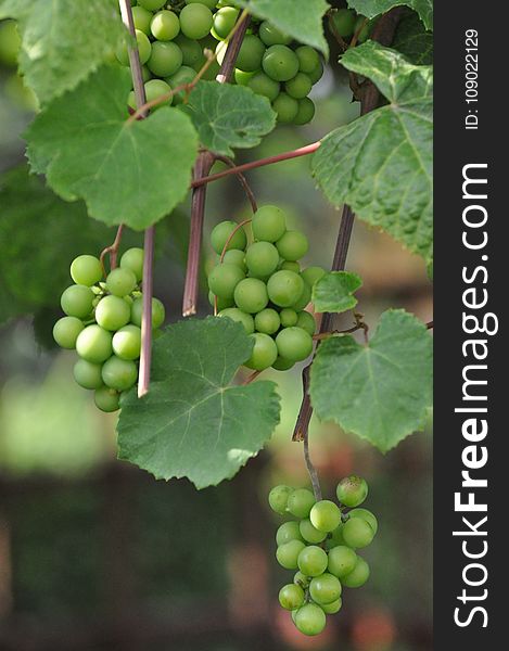 Grape, Grapevine Family, Fruit, Seedless Fruit