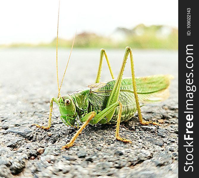 Insect, Grasshopper, Locust, Invertebrate