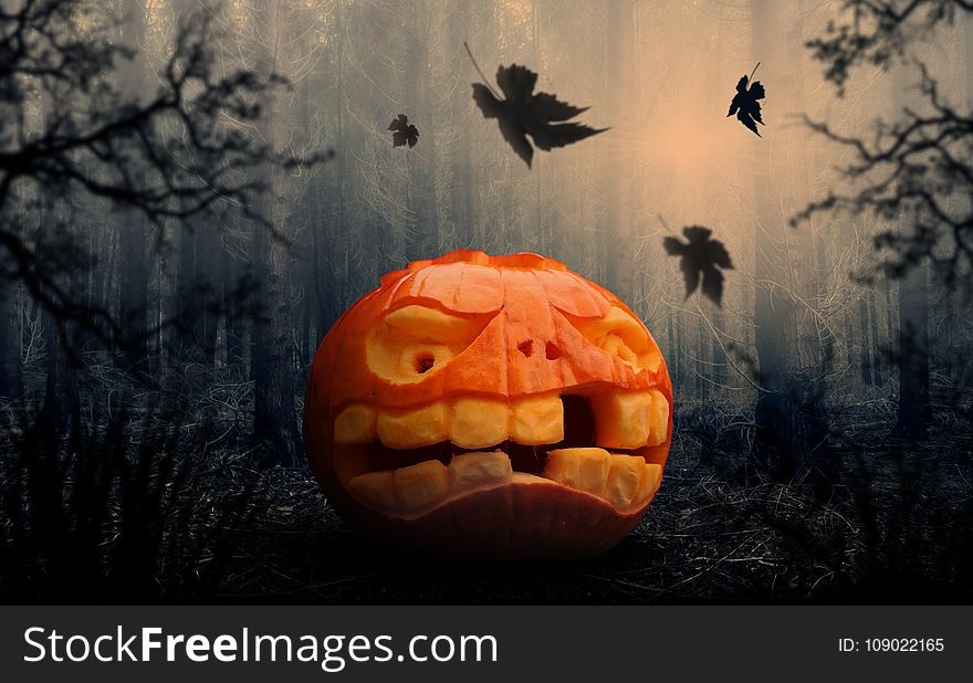 Halloween, Pumpkin, Calabaza, Jack O Lantern