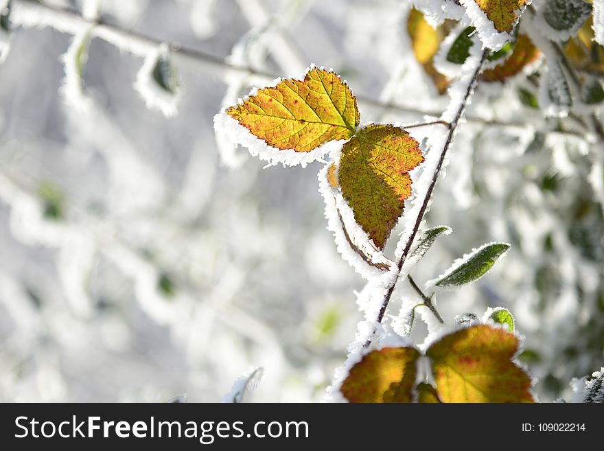 Leaf, Branch, Winter, Frost
