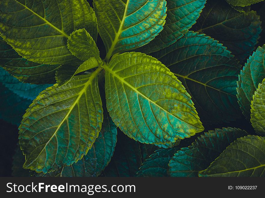 Leaf, Green, Plant, Herb